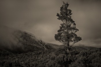 Lone Pine Lone Pine